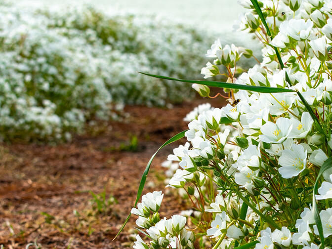 A pathway through the meadowfoam fields filled with gorgeous white flowers